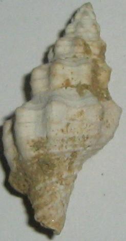 Fasciolaria 1